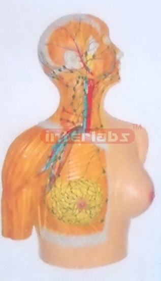 DISTRIBUTION MODEL OF THE HEAD, NECK AND THORACIC CAVITY